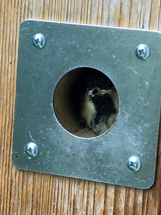 Aus-dem-Nest