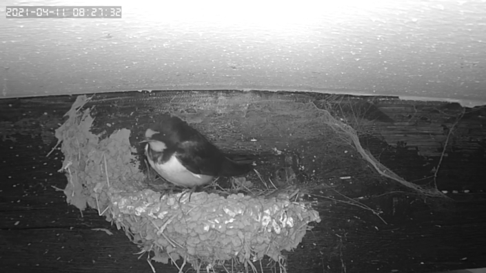 Stall-CAM-20210411-1543320565
